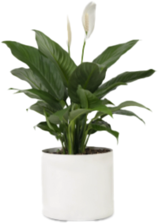 Peace Lily